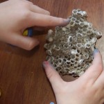 preschooler playing with a wasp nest