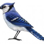 blue-jay-7