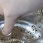 surface tension experiemtn pepper flees from finger