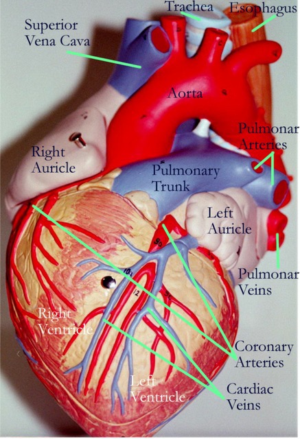 heart anatomy