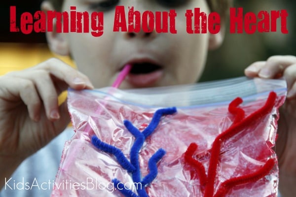 learning about the heart