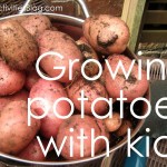 growing potatoes with kids