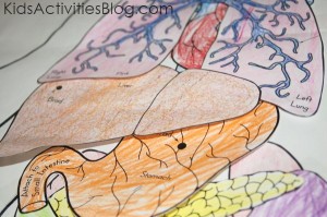 Human body system