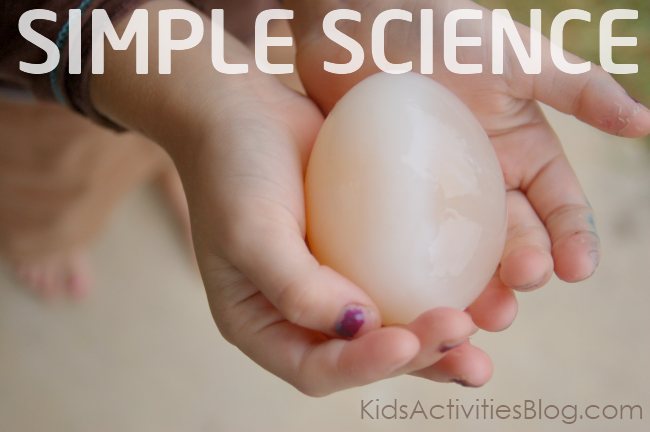 Science Project for Kids:  This is a egg after it has sat in vinegar for three weeks.  It swells and you can see the parts of a cell.