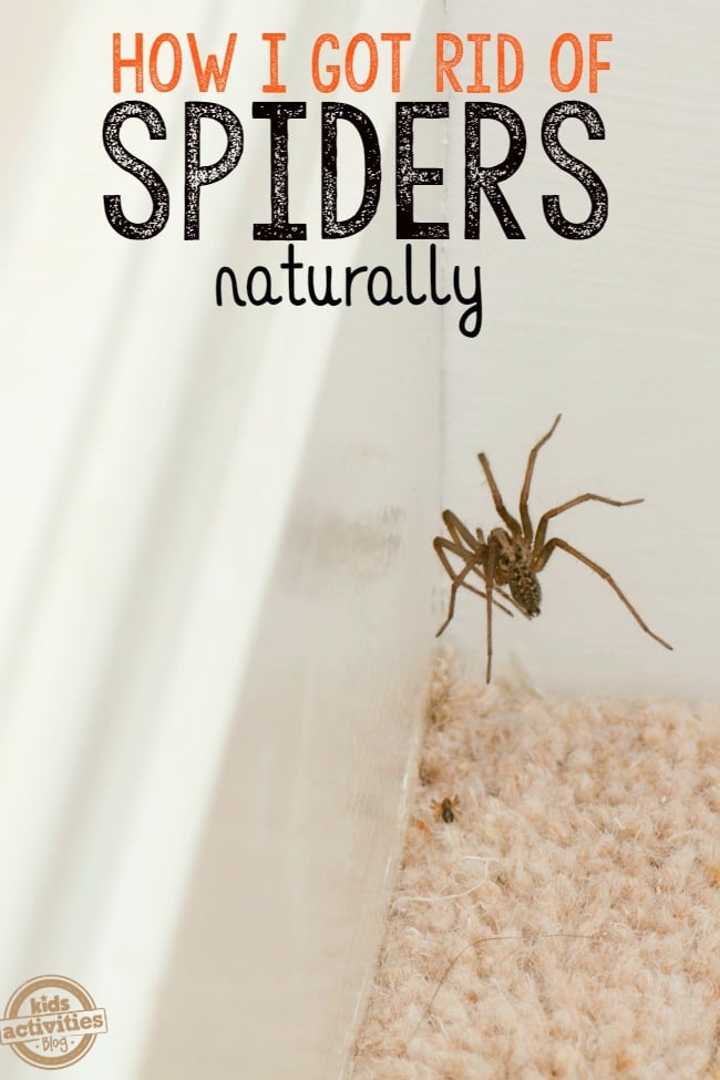 Spider repellents that deals work