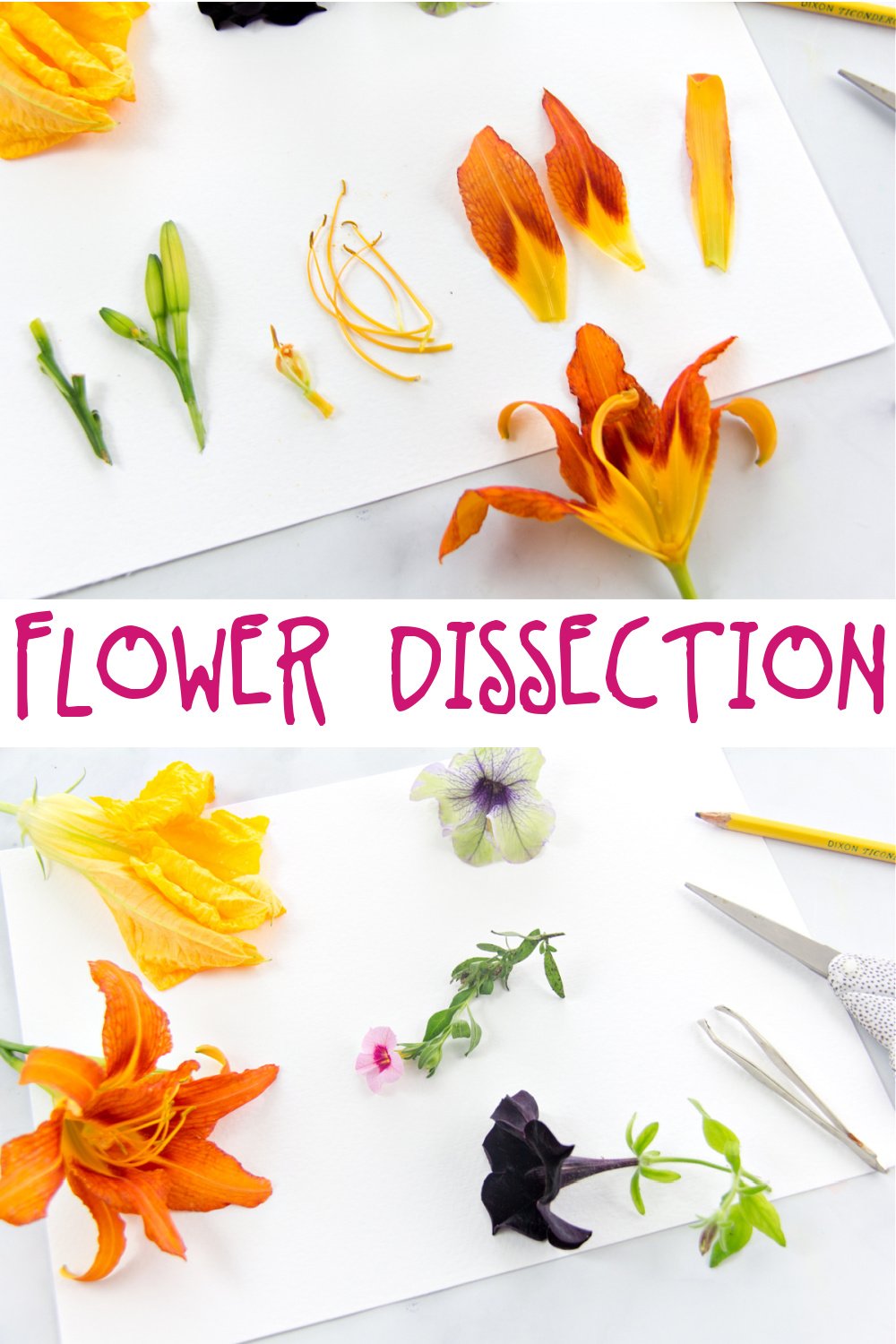 Learn about Plants with this Flower Dissection Activity Airisih