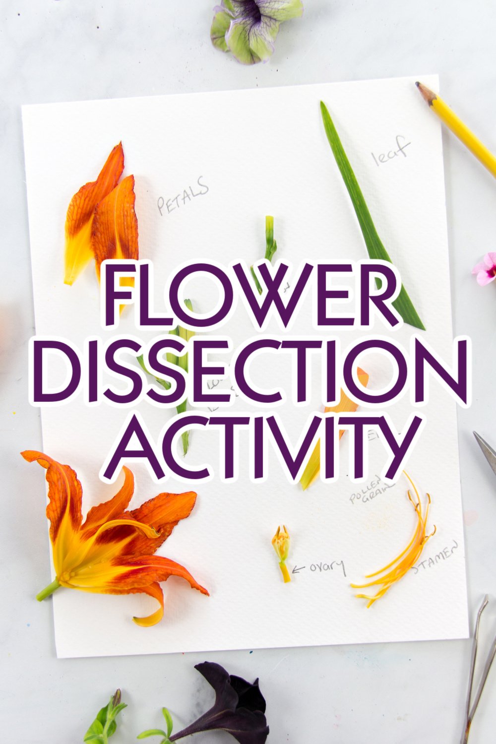 Learn about Plants with this Flower Dissection Activity Airisih