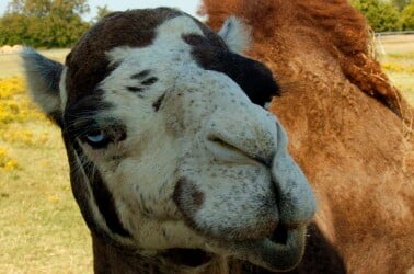 mommy blogger camel
