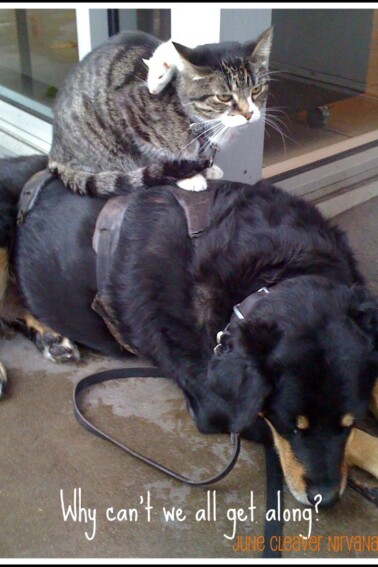 Why Can't we all get along?