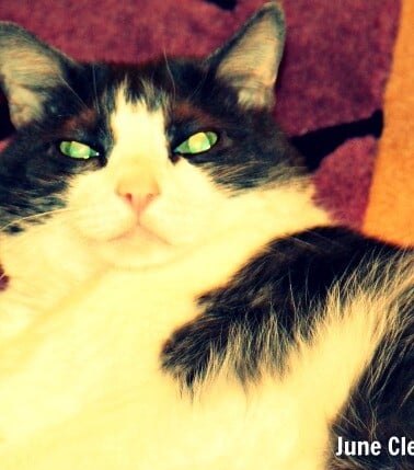 scary caat