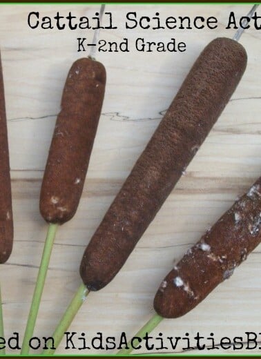 Cattail Science Activity, Outdoor Play