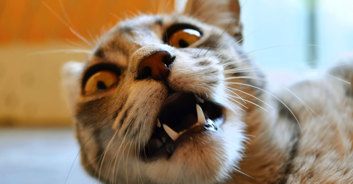 Did You Ever Wonder Why Your Cat Starts Running Around Like Crazy