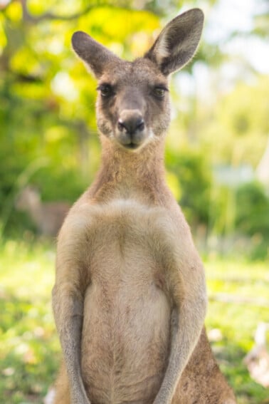 Kangaroo Party Video - Kids Activities blog
