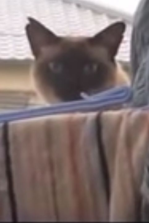 The Funniest Cat Video Ever I Am Not Joking