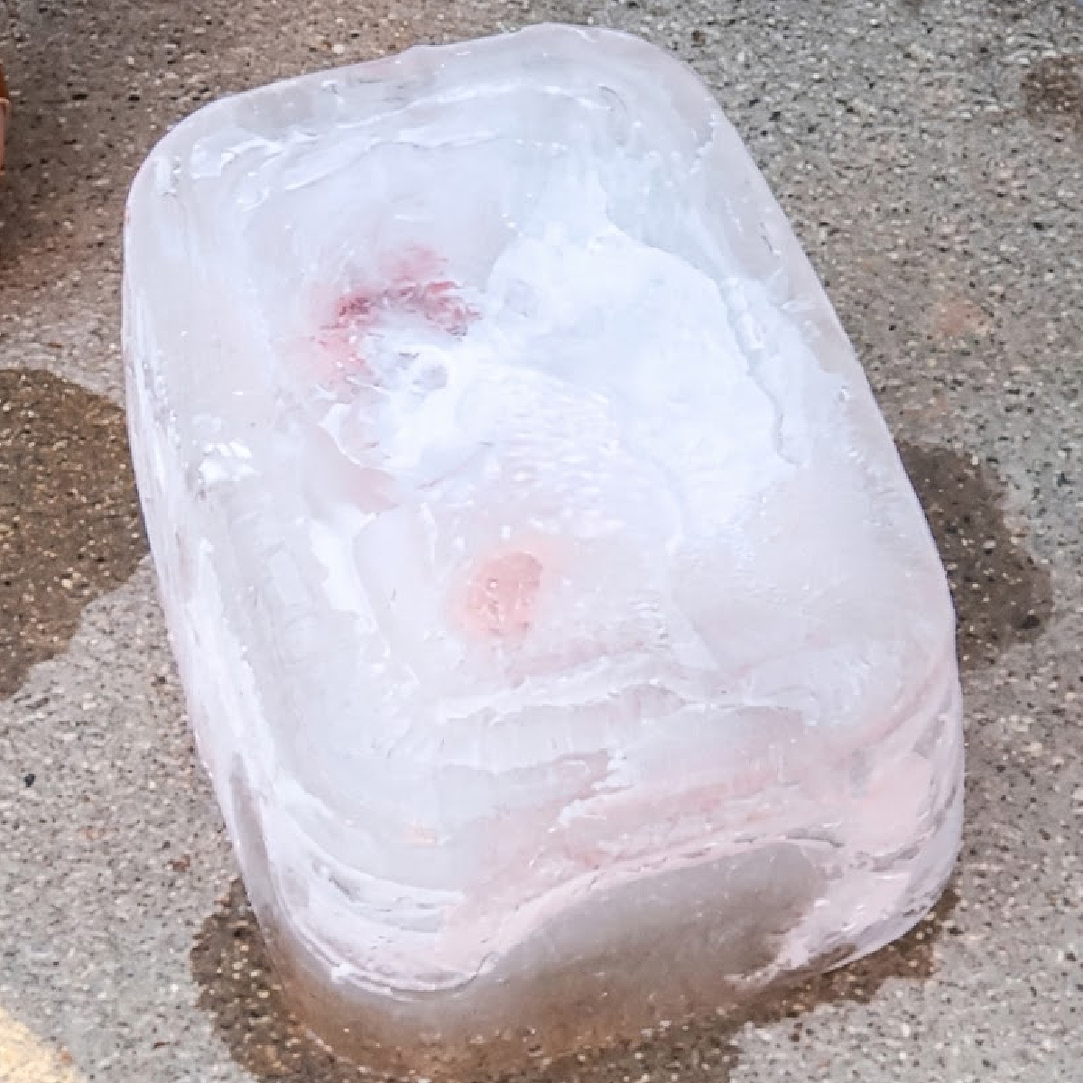 Dinosaur Activity- Step 4- Put the ice on concrete - Kids Activities Blog