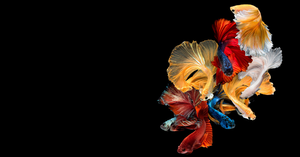 Have You Ever Wondered How Betta Fish Breed? This Is Beautiful! [Video ...