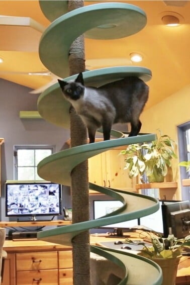 Man Turns His House Into Indoor Cat Playland Man Turns His House Into An Indoor Cat Playland Kids Activities Blog