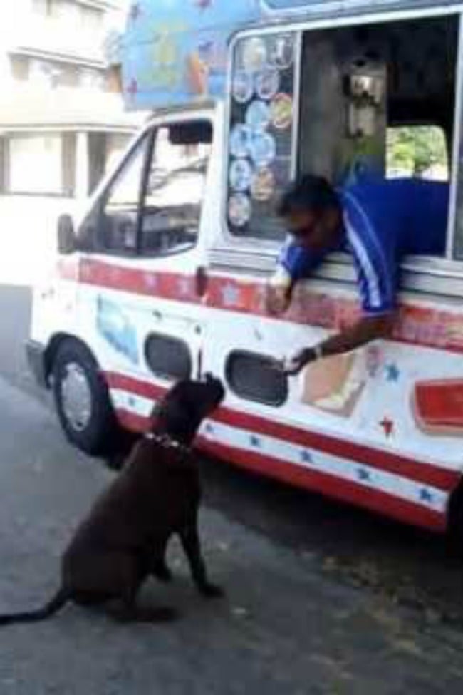 ice-cream-stops-every-day-to-give-his-favorite-customer-a-cone