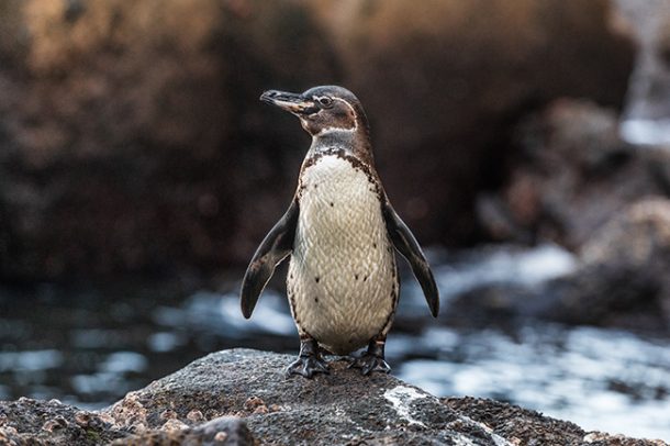 40+ Virtual Field Trips for Kids - Kids Activities Blog