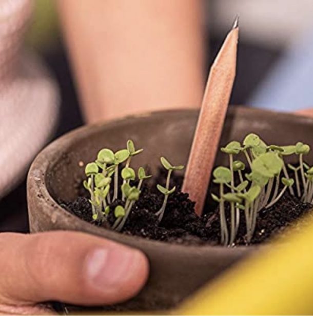 How To Plant Sprout Pencils How To Plant Sprout Pencils
