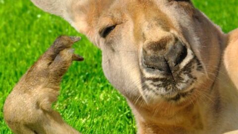 random fun facts for kids - kangaroo laying on side looking at camera with funny face - Kids Activities Blog