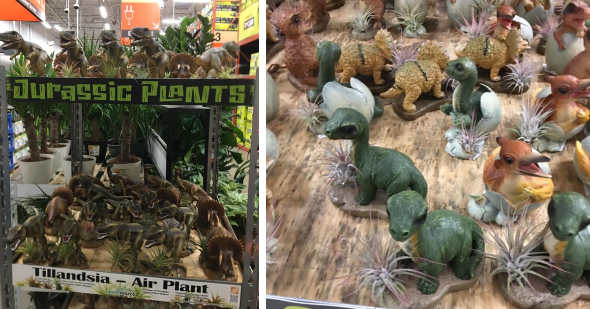 Home Depot is Selling Dinosaur Air Plants and I Need Them All Kids  Activities Blog