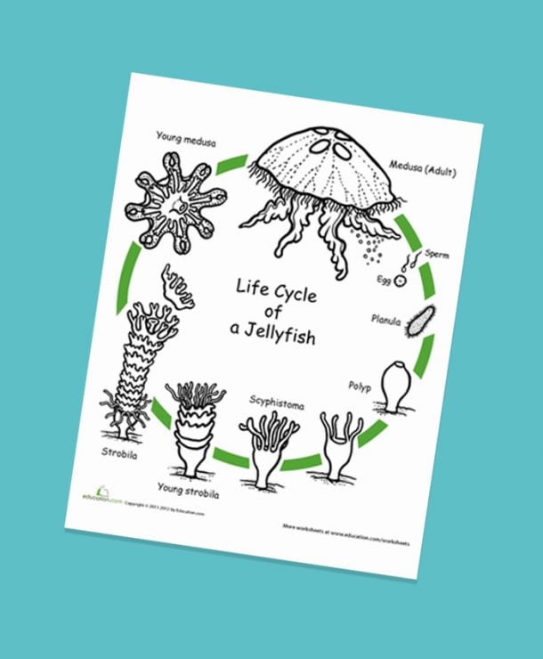 Fantastic Jellyfish Activities For Preschoolers Kids Activities Blog