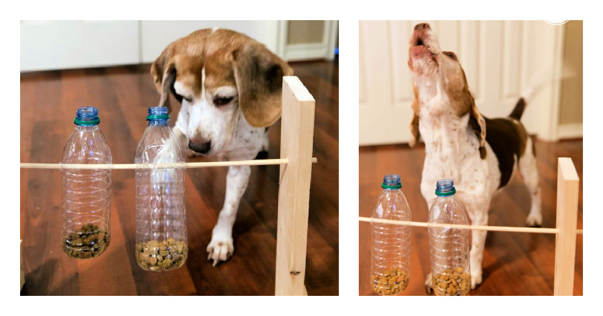 DIY Spin The Bottle Dog Toy Perfect For Curious Pups Kids Activities Blog