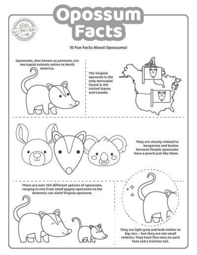 Surprising Opossum Facts for Kids You Can Print | Kids Activities Blog