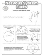 Fun Facts About The Nervous System for Kids | Kids Activities Blog