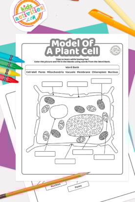 Science Experiments for Kids