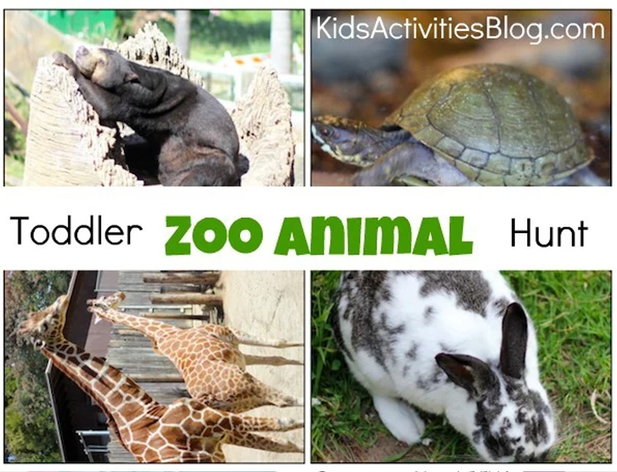 A collage of zoo animals: a rabbit, a turtle, a giraffe, and a bear.