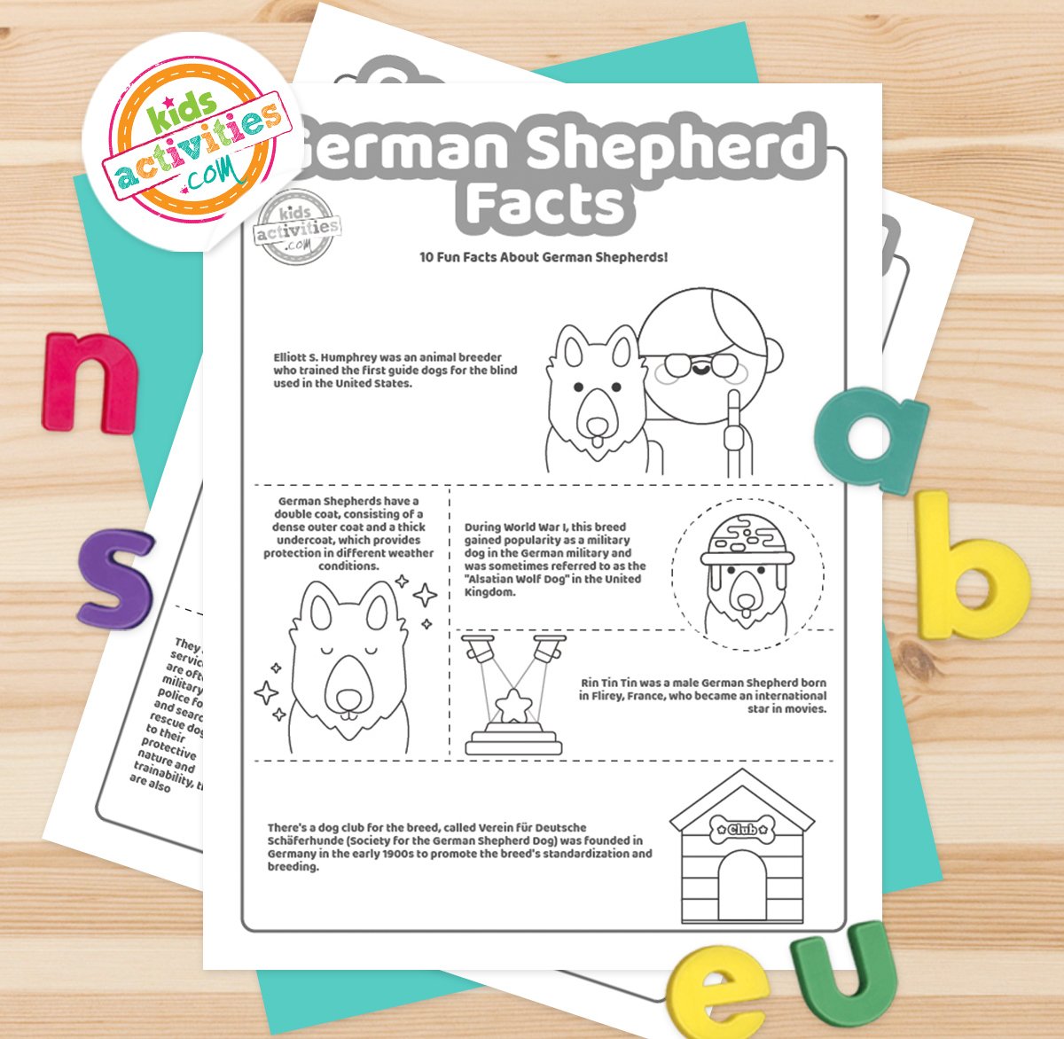 Black and white German Shepherd facts lying on top of blue-green and purple sheets with assorted crayons on a brown background.