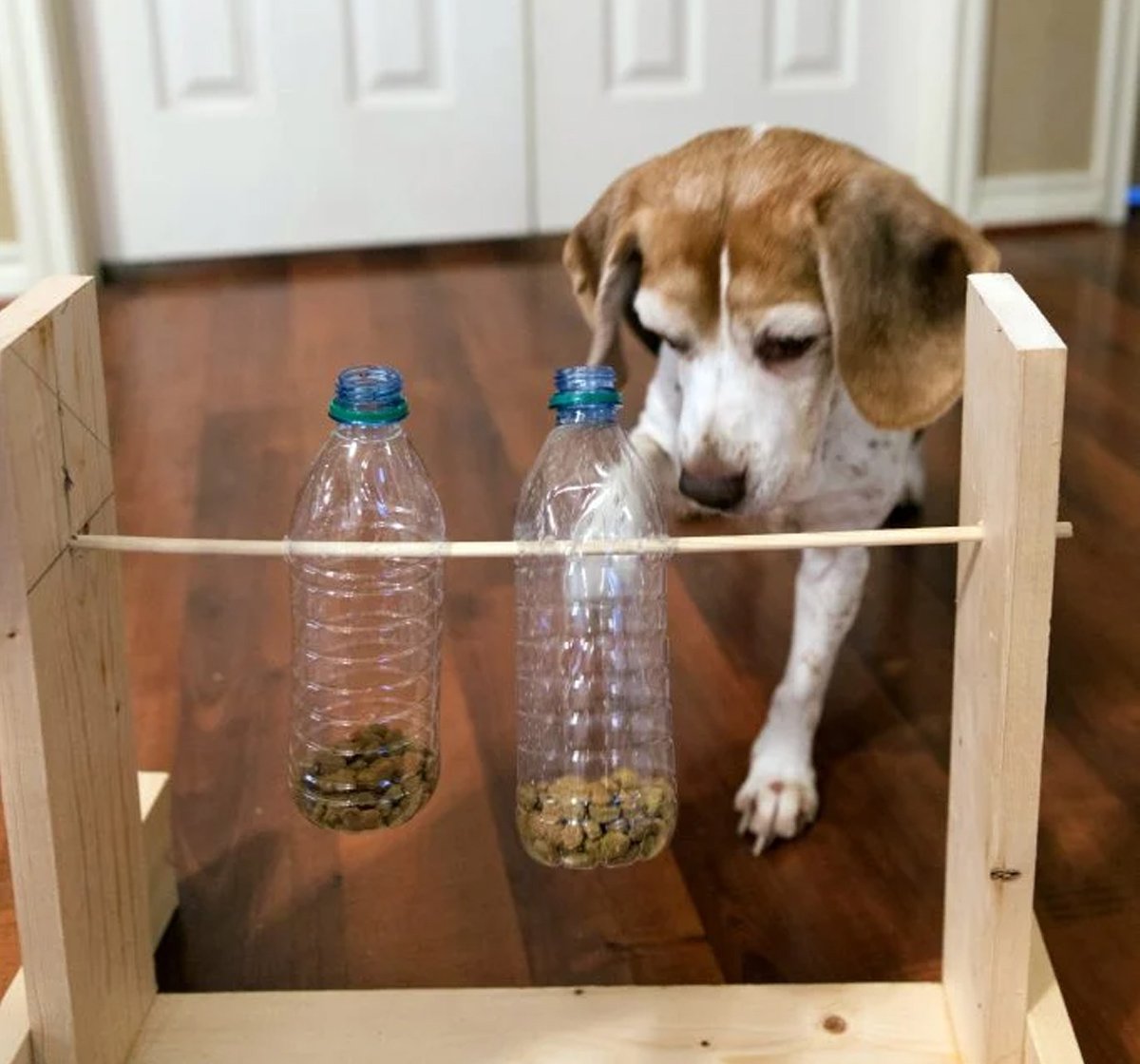A dog playing with a DIY toy indoors.