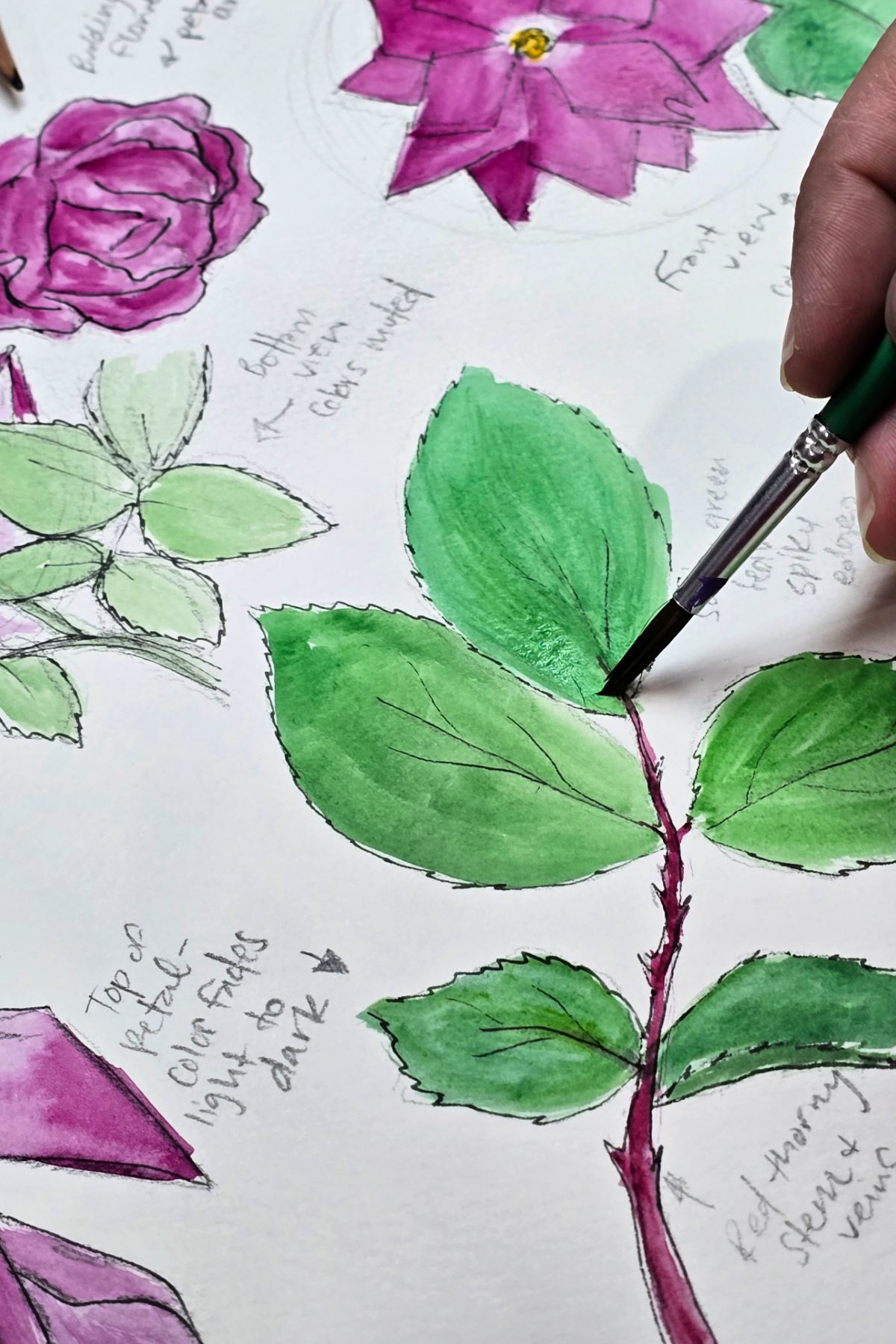 step 4 - using sap green watercolors to paint study of leaves - kids activities blog