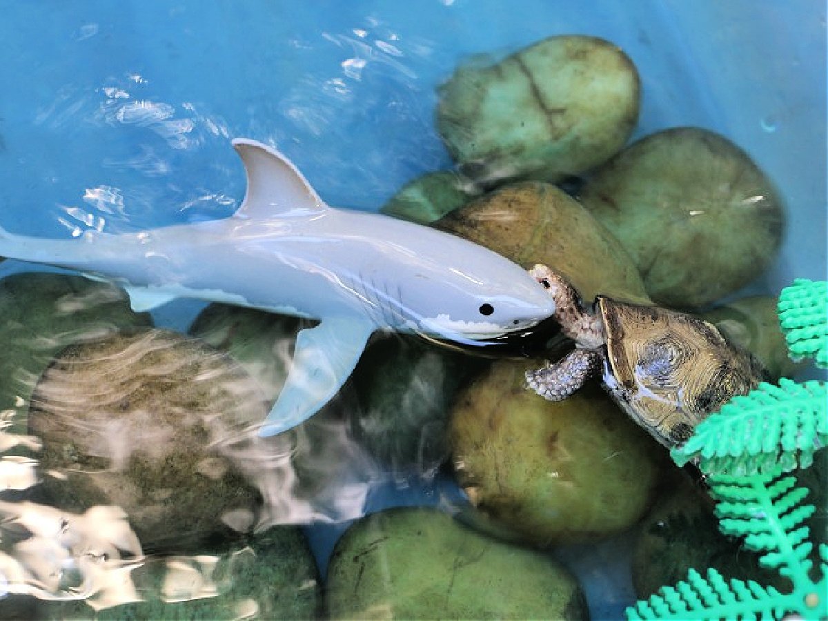 Shark Sensory Bin- Shark and turtle on rocks in the water- kids activities blog