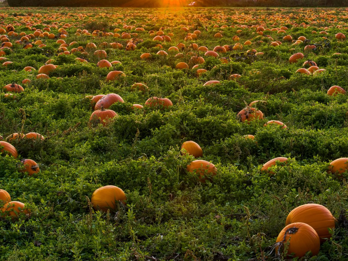 Halloween alternatives- pumpkin patch across green grass- kids activities blog
