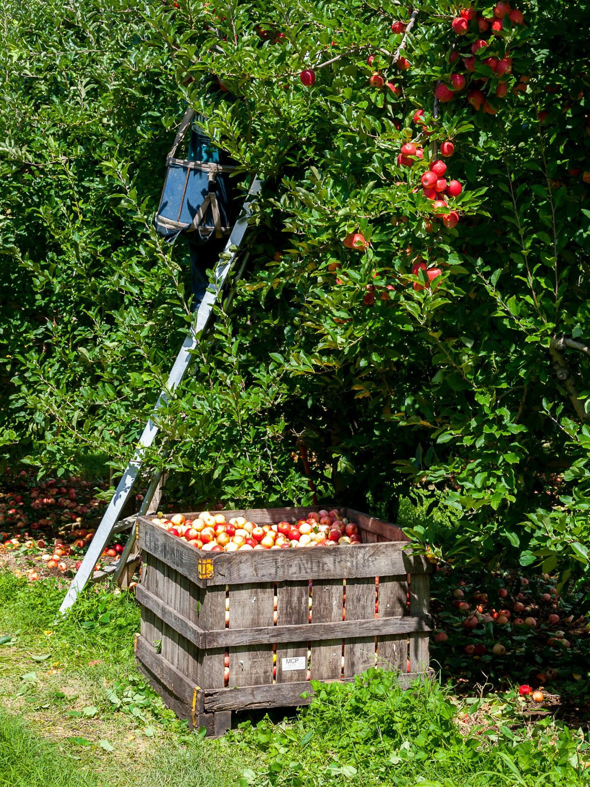 Halloween alternatives- apple orchard with apples, ladder, and pail- kids activities blog