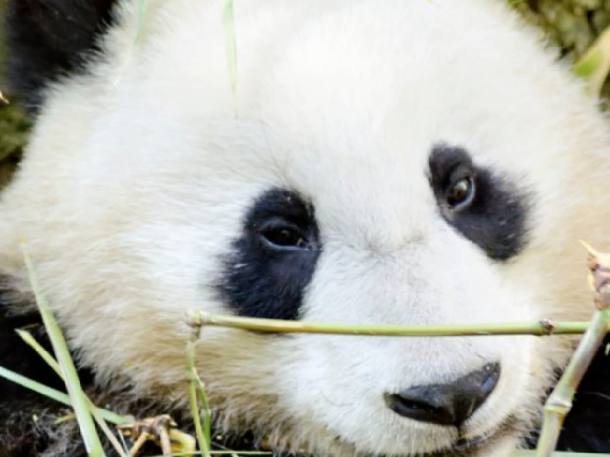 Staycation Ideas- Panda face up close - Kids Activities Blog