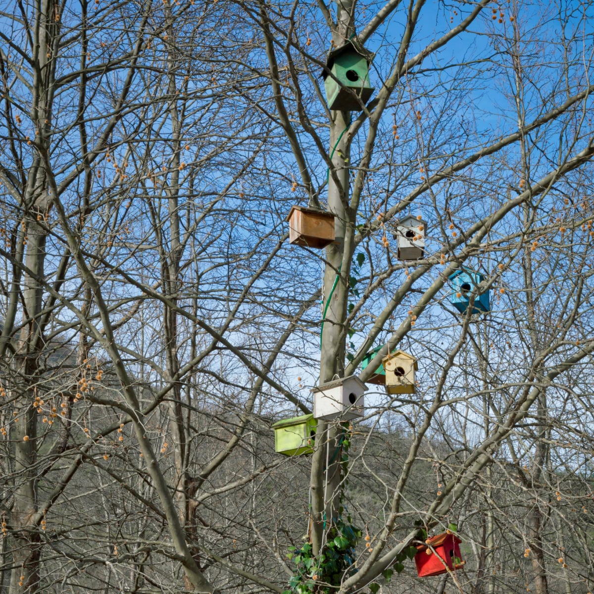 Earth Day Activities- multiple colorful bird houses in a tree- kids activities blog